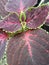 beautiful coleus plants, made popular asÂ Victorian bedding plants